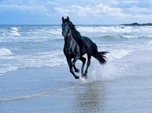 Cavallo Arabo nero su spiaggia